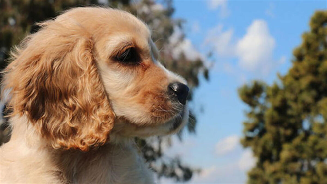 BEYANNAME VERİLMİŞ, ANCAK KAYIT İŞLEMLERİ TAMAMLANMAMIŞ DEPREMZEDE EV HAYVANLARI, GİTTİKLERİ İLDE KAYIT ALTINA ALINABİLECEK