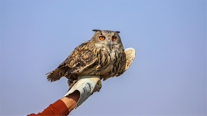 TARIM VE ORMAN BAKANLIĞI, GEÇEN YIL 11 BİN 377 YABAN HAYVANINI TEDAVİ EDEREK DOĞAL ORTAMINA BIRAKTI