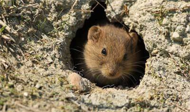 TARLA FARESİ İLE MÜCADELE