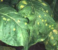 TÜTÜN MAVİ KÜF HASTALIĞINA DİKKAT!