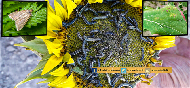 ÇAYIR TIRTILI İLE MÜCADELE!