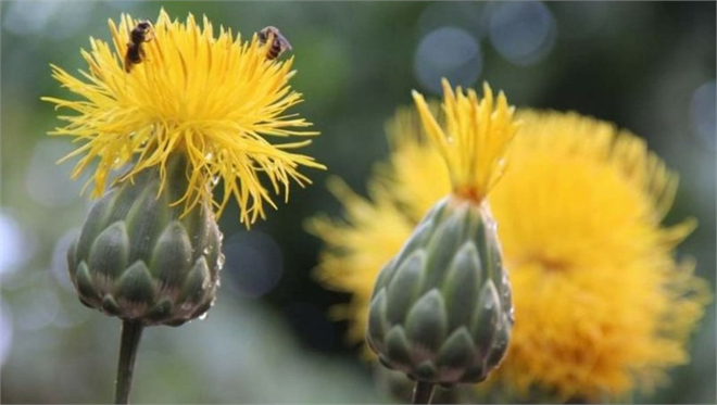 Bu Çiçeği Koparmanın Cezası 244 Bin TL