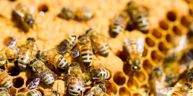 Yeni Bir Değerlendirme Modeli `Sağlıklı Kovan Puanı`