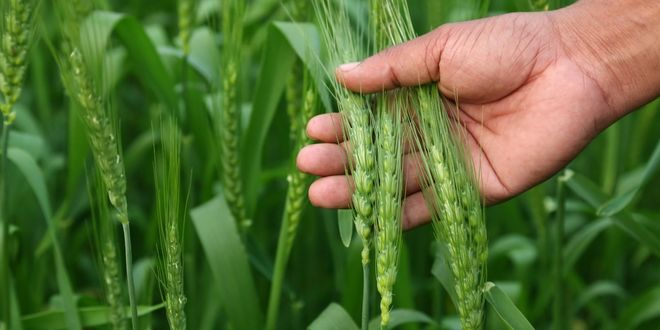 Bilim İnsanları, Tahıl ve Baklagillerde Sınırları Zorluyor