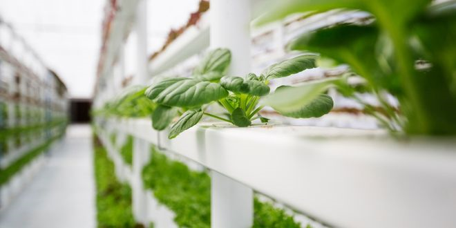 Teknolojik Açıdan En Gelişmiş Kapalı Dikey Çiftliğiyle Compton`da Devrim Yaratıyor