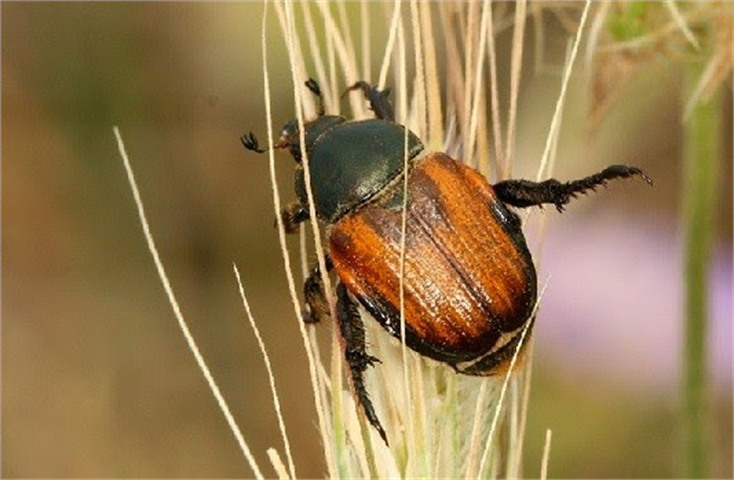 EKİN BAMBULU`NA DİKKAT!