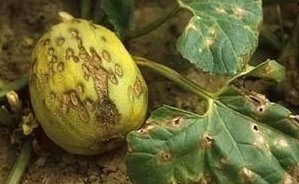 KABAKGİLLERDE ANTRAKNOZLA MÜCADELE!