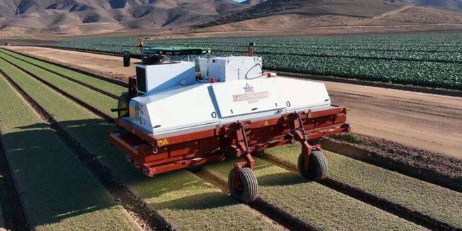 Yabani Otları Lazerle Yok Ediyor!