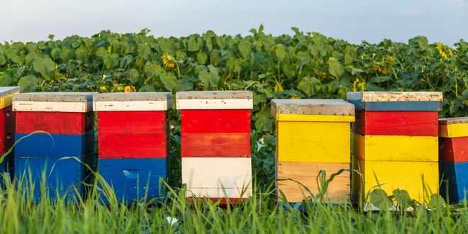 Gençlerin Akar Tespit Cihazı Arıcılığa Yeni Bir Soluk Getiriyor