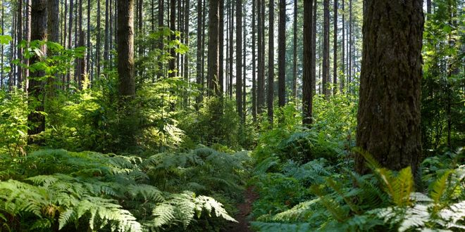 Petrolle Kirlenmiş Alanlarda Yeşeren Umut