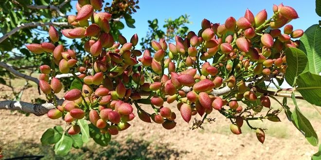 Siirt`ten Ülke Ekonomisine 10 Milyar TL Katkı