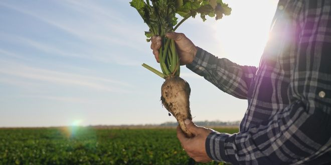 PANCAR AVANS ÖDEMELERİ YATIRILIYOR!