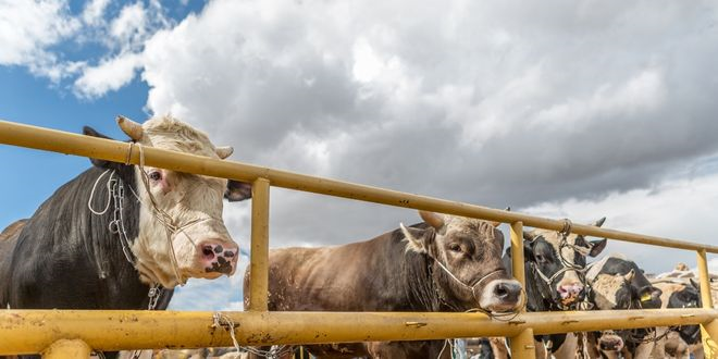 TARIM VE ORMAN BAKANLIĞINDAN KURBAN BAYRAMI`NA YÖNELİK ÇEVRE VE GÖRÜNTÜ KİRİLİLİĞİ UYARISI