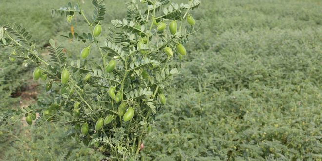 Kuraklık Karşı Dayanıklı Nohut Üretildi!