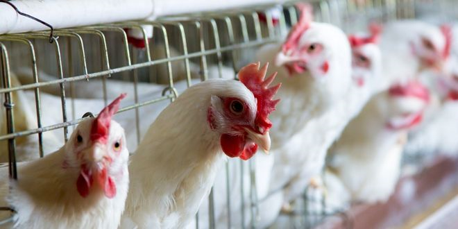 Katalonya`daki Dev Güneş Enerjili Tavuk Çiftliği