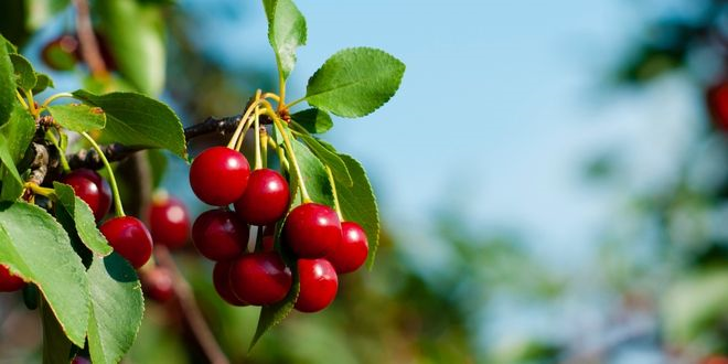 Keles Kirazı da Artık Tescilli