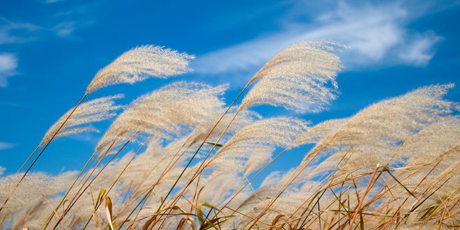 Torf Topraklarında Kamış Otu Yetiştirilmesi Tarımsal Emisyonları Azaltabilir
