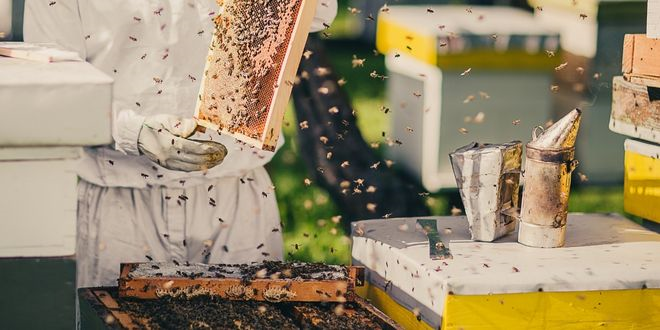 Başkan Büyükkılıç: `800 adet arılı kovan dağıtacağız`