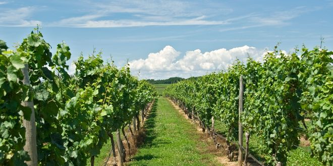 Üzüm Bağlarında Örtü Bitkileri Yetiştirmenin Sürdürülebilirlik Stratejisi Olduğu Ortaya Çıktı