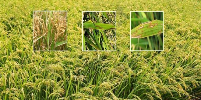 Çeltik Yanıklığı İle Mücadele!