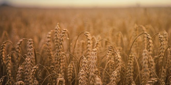 Rusya-Ukrayna Tahıl Anlaşmasından Neden Çekildi? Küresel Gıda Sistemi İçin Ne Anlama Geliyor?