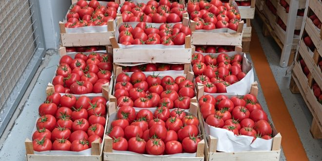 Rusya`ya Domates İhracatında Kota 500 Bin Tona Çıktı