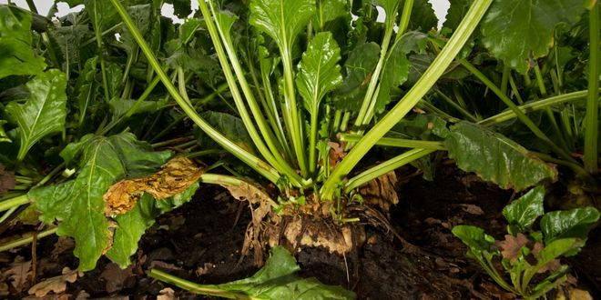 Pancar Avans Ödemeleri Aktarılıyor!