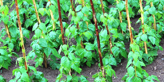 Bakterilerle Güçlerini Birleştiriyorlar