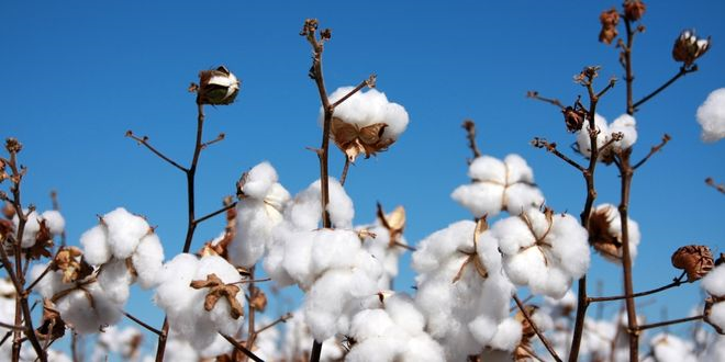 Pamuk Üreticilerine `Arazi Taraması` Çağrısı