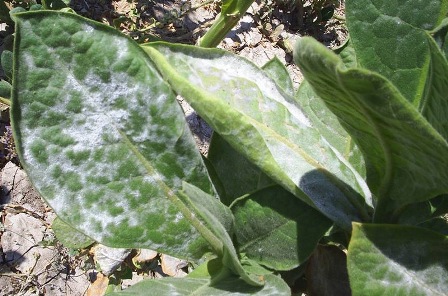 Tütün Küllemesi ile Mücadele!