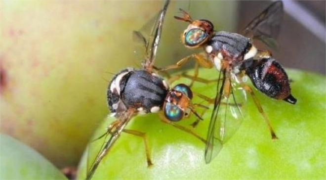 ZEYTİN SİNEĞİ İLE MÜCADELE!