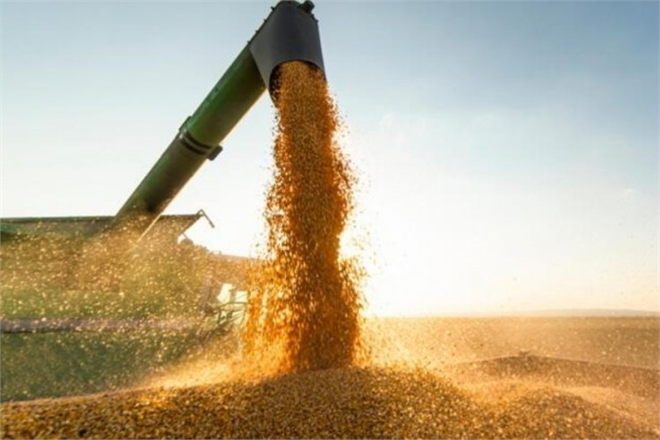 AB, 5 Üye Ülke İle Ukrayna Tahılına Uygulanan Yasağın Kaldırılması İçin Prensipte Anlaştı