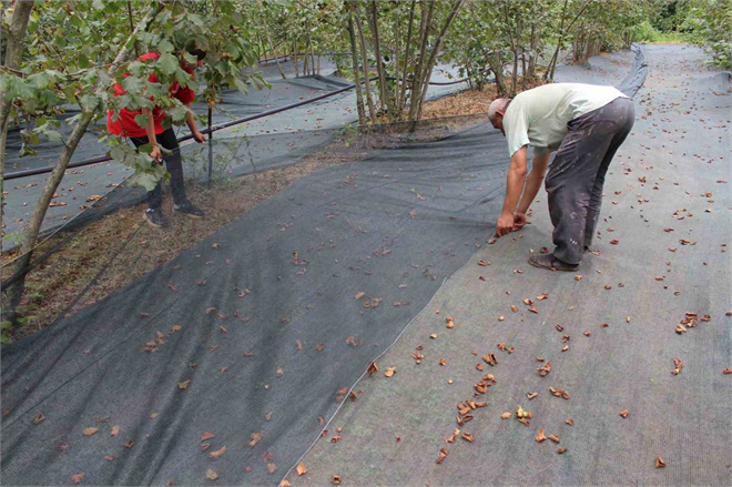 Fındık Toplamaya İnovatif Yöntem: Fındığı Balık Gibi Avlıyor