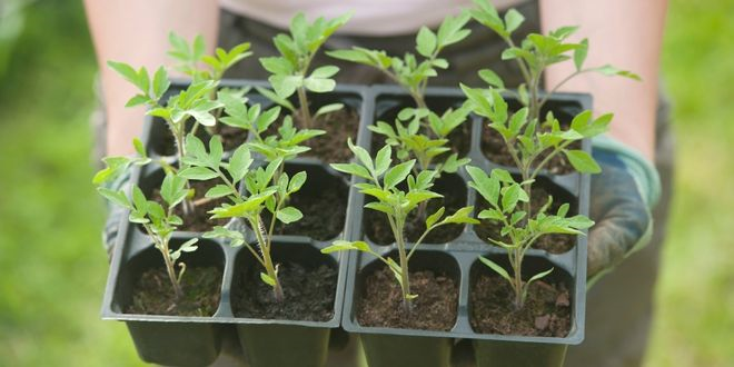 Fosfatlı Gübreye Alternatif: Biyokömür Temelli Bitki Tepkisini Kontrol Eder