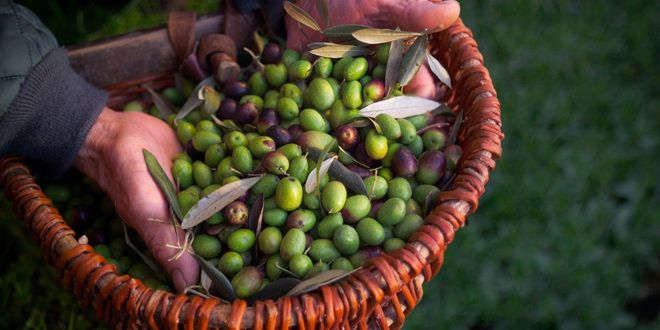 Arjantin`deki Zeytinyağı Üreticileri Sıcağı Yendi, Verimli Hasadın Keyfini Çıkardı