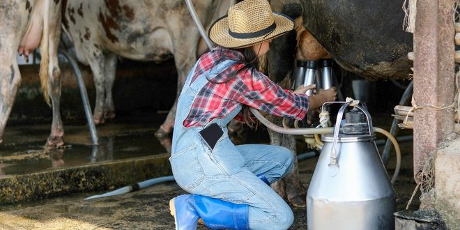 Toplanan İnek Sütü Miktarı Haziran`da Arttı