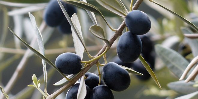 Araştırmacılar, Genetik Erozyonu Tersine Çevirmek ve Dirençli Zeytin Çeşitleri Yetiştirmek İçin Çalışıyor