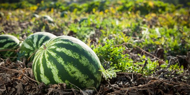 Kabuğun Arkasında: Karpuzun Evrimi, Kalitesi ve Dayanıklılığına İlişkin Yeni Genomik Bilgiler