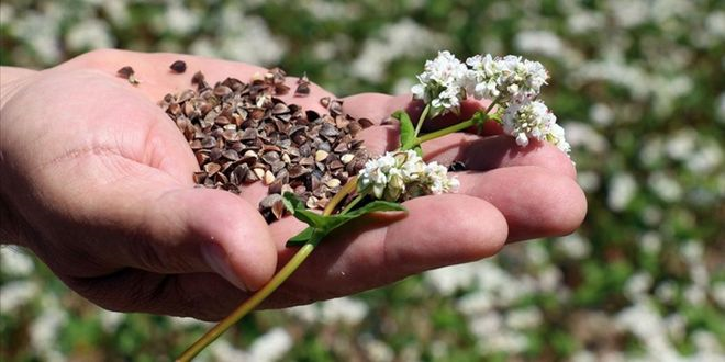 Karabuğday Irklarının Yüksek Hassasiyetli Genom Dizilimi, Gelecekteki Hasatlar İçin Umut Veriyor