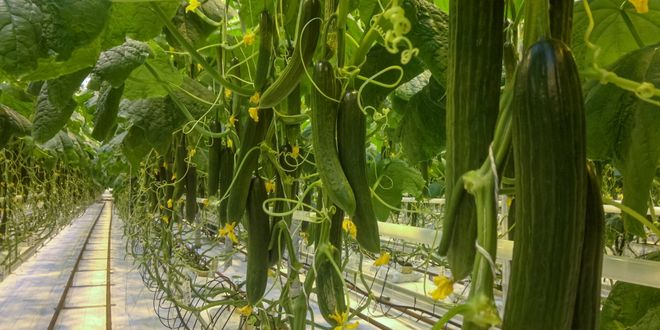 Hollandalı WUR Araştırmacıları, Yapay Zeka ile Salatalık Yetiştiriyor