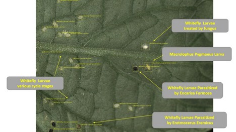 Robotik Platforma Haşere ve Hastalık Tespit Yeteneği Eklendi