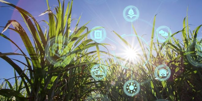 Tarım Teknolojisi Milyarlarca Ton Sera Gazı Emisyonunu Azaltabilir