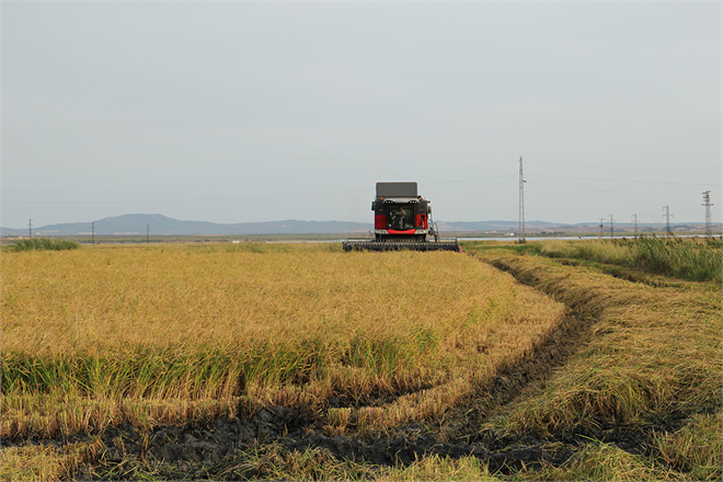 Türkiye`nin Pirinç Deposu Edirne, Verimli Çeltik Hasadına Hazır