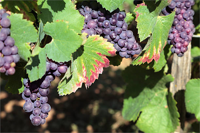 NASA`nın Gözleriyle Tarımın Geleceğine Yolculuk: Şaraplık Üzüm Hastalıkları Uzaydan Nasıl Tespit Ediliyor?