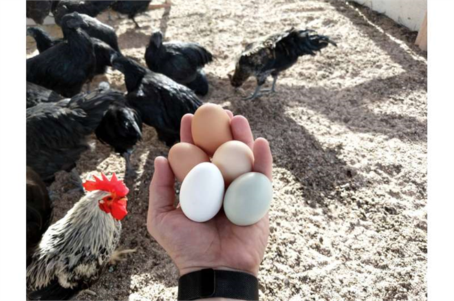 Yeni Araştırma, Kanatlı Hayvanların Beslenme Enerjisi İle Yumurta Üretimi Arasında bir Kopukluk Olduğunu Ortaya Koyuyor