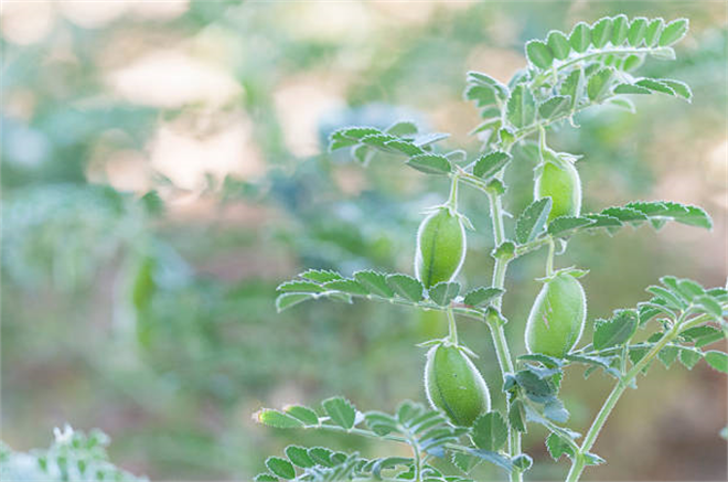 Bilim İnsanları, Asitli Topraklarda Parlayan Nohut Tarımının Sırrını Çözüyor