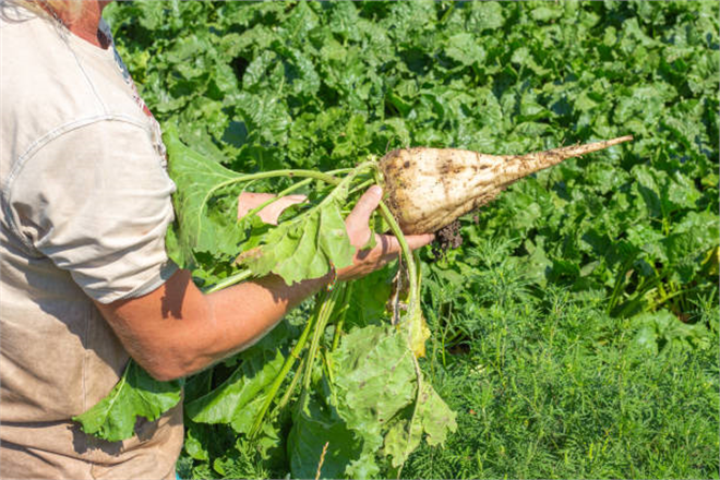 Pancar Üreticileri İçin 728 Milyon TL Yolda!