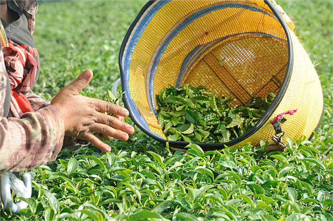 Çay Üreticilerine 839 Milyon TL Destek!