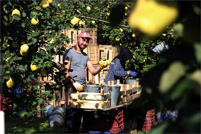 Dünya Çapında Talep Gören `Dalların Altın Sarısı` Ayva Hasadı Başladı