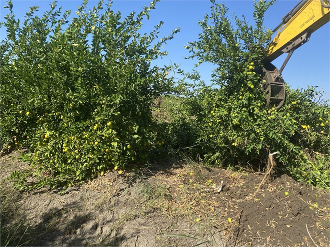 Adana Limonları Daldan Düşüyor
